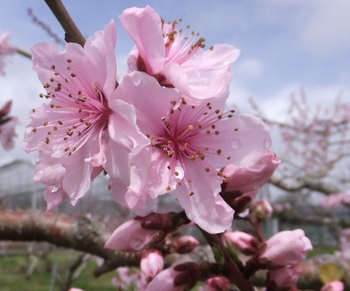 桃の花１.jpg