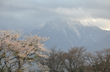 桜と甲斐駒.jpg